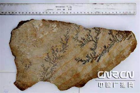 庐山发现两块10亿年前地球上最早生命体化石_新闻中心_新浪网