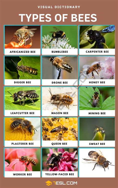 Types of Bees: How to Identify Different Bee Species