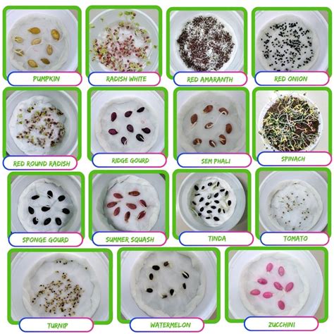 45 Variety of Vegetable Seeds Combo Pack Kit Online - Organicbazar