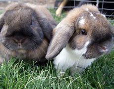 Image result for Baby Lop Eared Bunnies