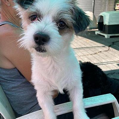 Image result for Cockapoo Shih Tzu