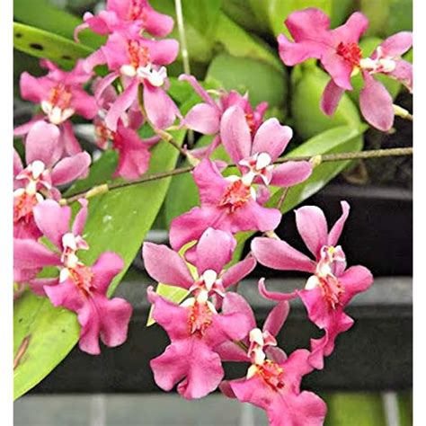 OrchidInsanity -Onc. Twinkle Pink Profusion - Fragrant Blooms Easy ...