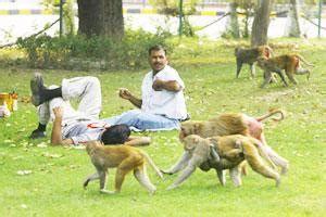 Views | An Indian dog in a Pakistani prison