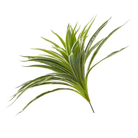 Indoor & Outdoor Spider Bush, 19"