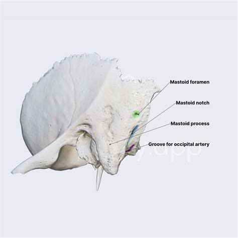 Image result for Temporal Bone Mastoid Process