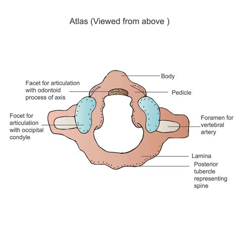 First Cervical Vertebra. Atlas C1. Anterior,The atlas vertebra is one ...