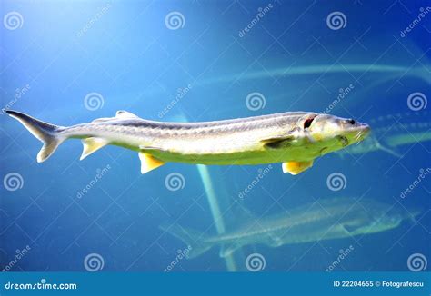 Beluga sturgeon fish stock image. Image of green, animal - 22204655