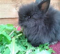 Image result for Brown Lion Head Bunny