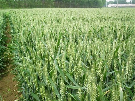 济麦44小麦新品种特点介绍（济麦44产量与特征）-植物说