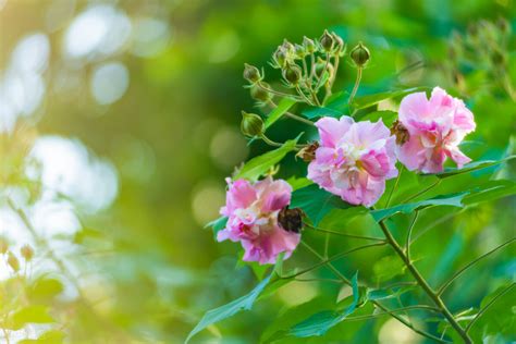 8种适合秋季观花的植物 - 花百科