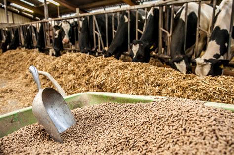 Top 10 Cattle Feed Manufacturers in India | Cattle Feed Companies