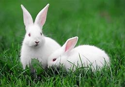 Image result for Rabbits and Bunnies