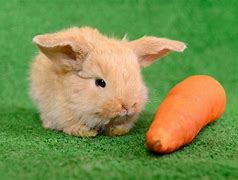 Image result for Cute Bunny Eating a Carrot Background