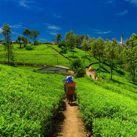 Sri Lanka Agriculture 的图像结果