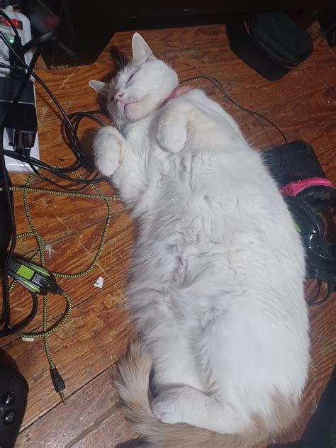 Weird sleeping position. : r/cats