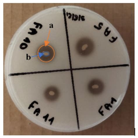 Screening and Characterization of New Acetobacter fabarum and ...