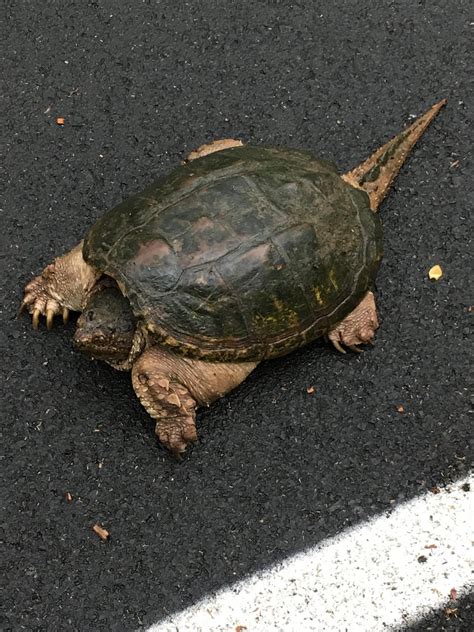 Image result for Biggest Box Turtle