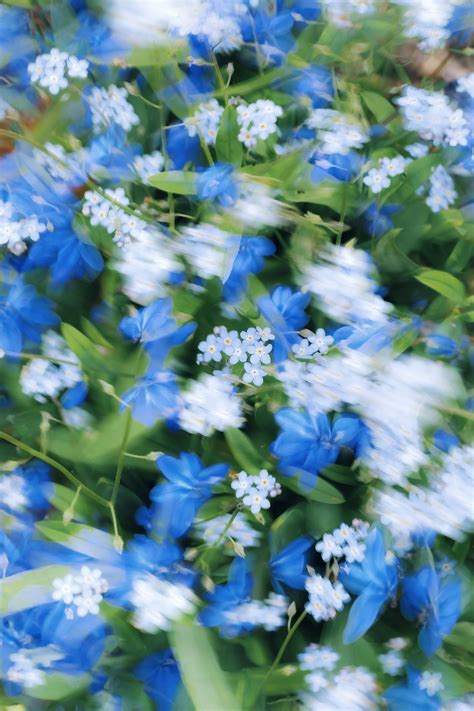 A bunch of blue and white flowers with green leaves photo – Free ...