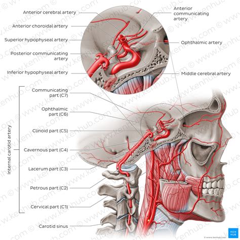 How to learn anatomy with mnemonics: Tips and examples | Kenhub