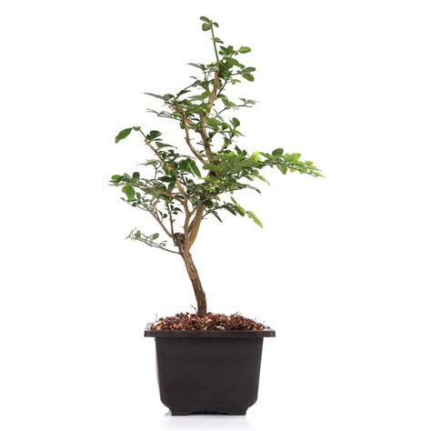 Pre-Bonsai Cherry Lemon – Fruit Bonsai with White Blooms