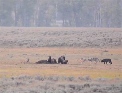 Image result for Wolves Vs Bison