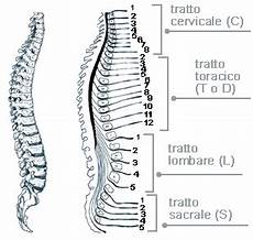 dolore alla gabbia toracica schiena crescita reiki vertebre dorsali sintomi ed emozioni dolore alla gabbia toracica schiena crescita reiki vertebre dorsali sintomi ed emozioni