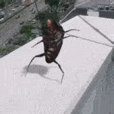 Dancing Cockroach 的图像结果