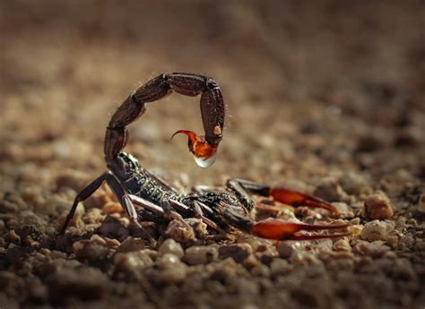 Deathstalker Scorpion: Venomous Behavior & Ecosystem Impact