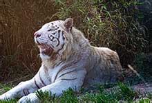 白虎 白虎在中国传统文化中是四象之一，根据五行学说，它是代表西方的灵兽，形象是一只白色的虎，代表的季节是秋季。 汉朝人把虎当作是百兽之王的象征 ...