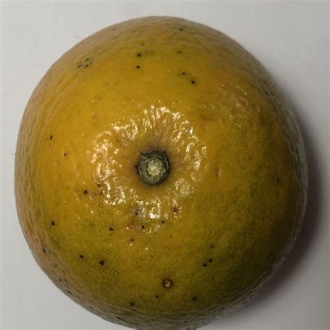 Weather Classification Dataset for Small Projects Using Orange Software 的图像结果