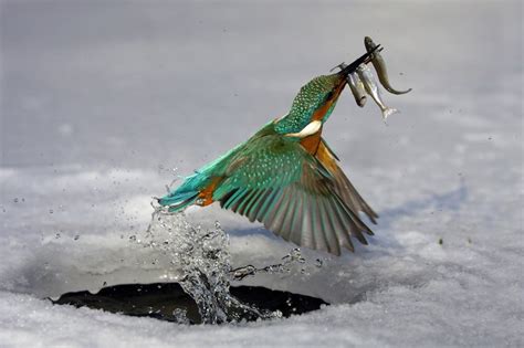 Preying Bird - Animals | OshiPrint.in