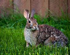 Image result for Wild Rabbit Baby Bunnies