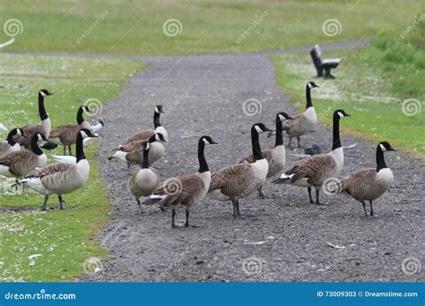 A gaggle of geese stock image. Image of feathers, feet - 73009303
