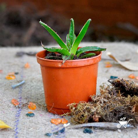 Agave Victoriae Reginae Queen Victoria Cactus Plant