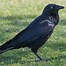 Image result for raven