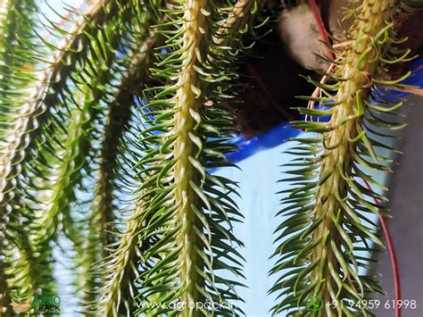 Reverse Hanging Fern Plant For Sale In India | Online plant nursery