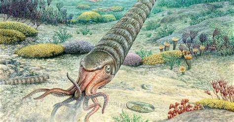 Image result for Ancient Shell Sea Creature