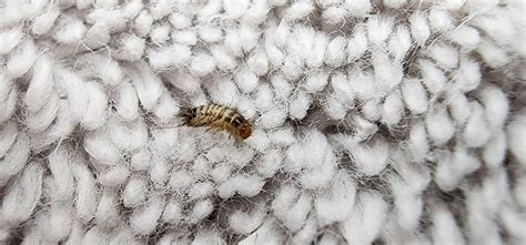 Carpet Beetle Larvae In Bathroom at Monte Stock blog