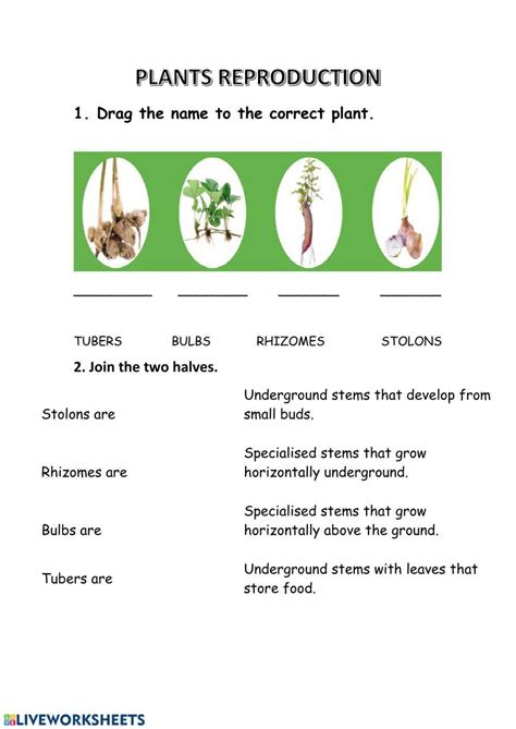 Image result for Vegetative Reproduction Class 5 Activity