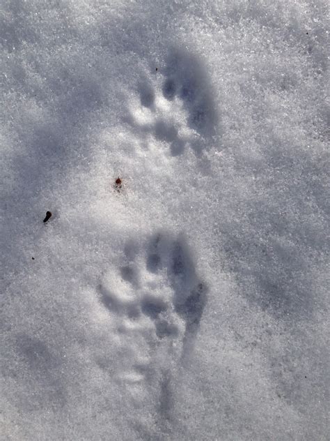 Fisher Tracks In Snow