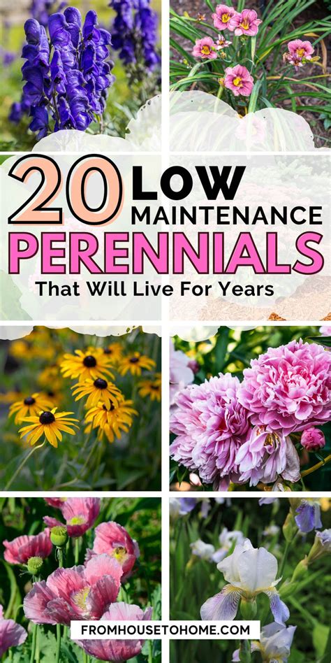 Top 20 Long-Lived Perennials for a Beautiful Garden