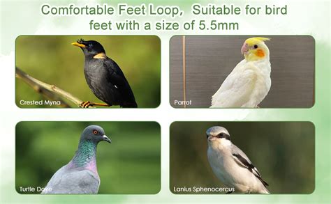 BendJoy® Adjustable Parrot Leg Ring with 3M Elastic Rope, Parrot ...