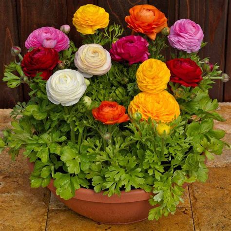 Ranunculus Flower Bulbs Mix Colour (5 Bulbs) By Zabbus : Amazon.in ...