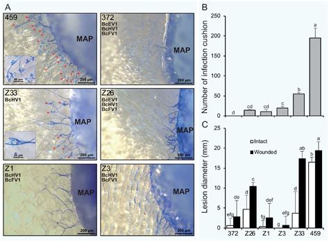 Two Novel Hypovirulence-Associated Mycoviruses in the Phytopathogenic ...