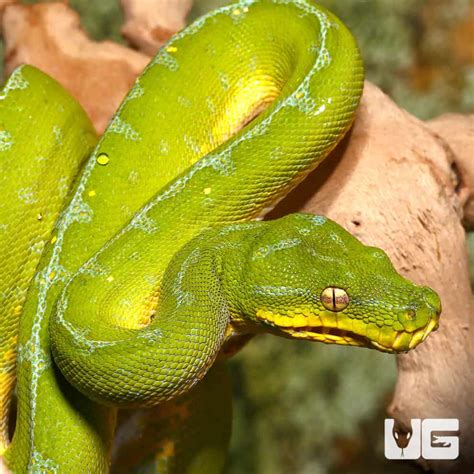 Image result for Yellow Green Tree Python