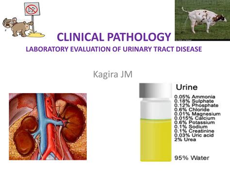 SOLUTION: Lecture 4 clinical pathology urinalysis - Studypool