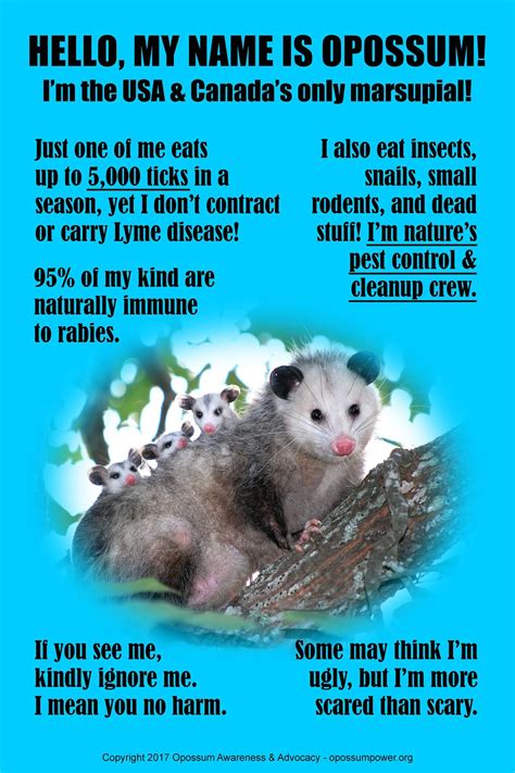 Benefits Of Possums