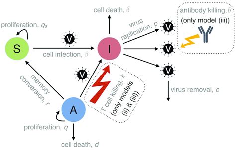 Image result for Target Cells