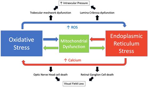 The Intertwined Roles of Oxidative Stress and Endoplasmic Reticulum ...