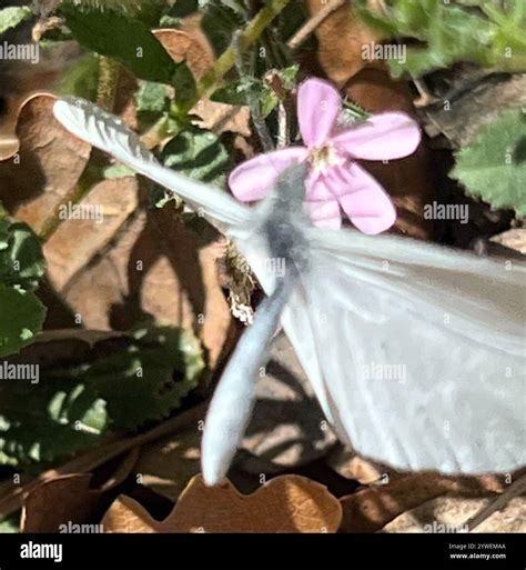 Whites, Yellows, and Sulphurs (Pieridae Stock Photo - Alamy